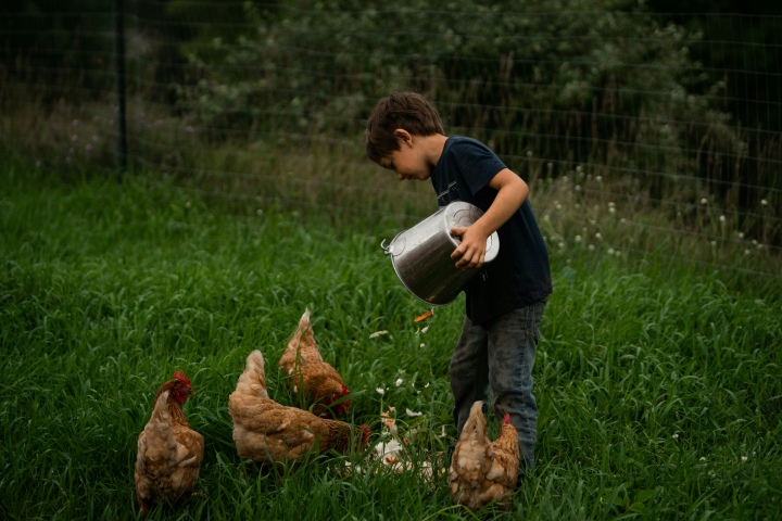 Child feeding chickens with a metal bucket on a small farm, highlighting hands-on 4H agricultural work in Southern Oregon.