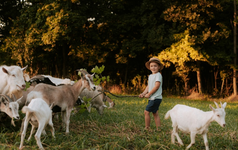 Young boy in a hat herding goats in a grassy field near the woods in Southern Oregon, part of a 4H livestock program.