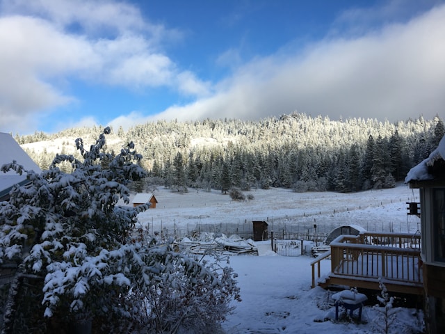 Snow covered field with trees and fence